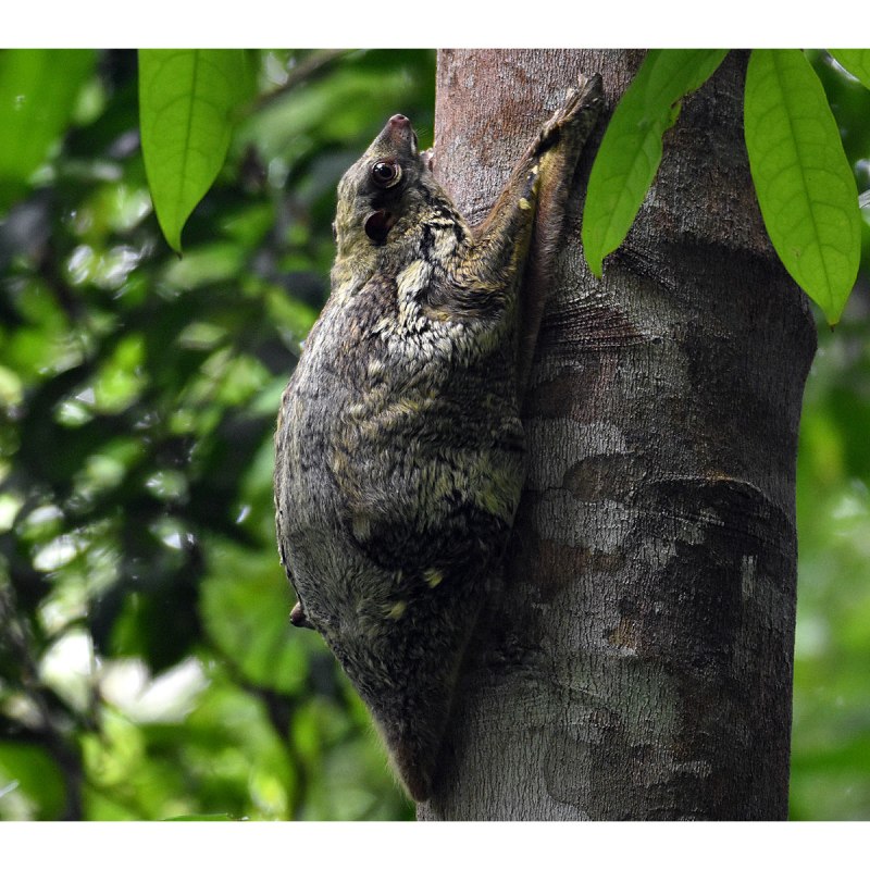 Galeopterus variegatus присоски