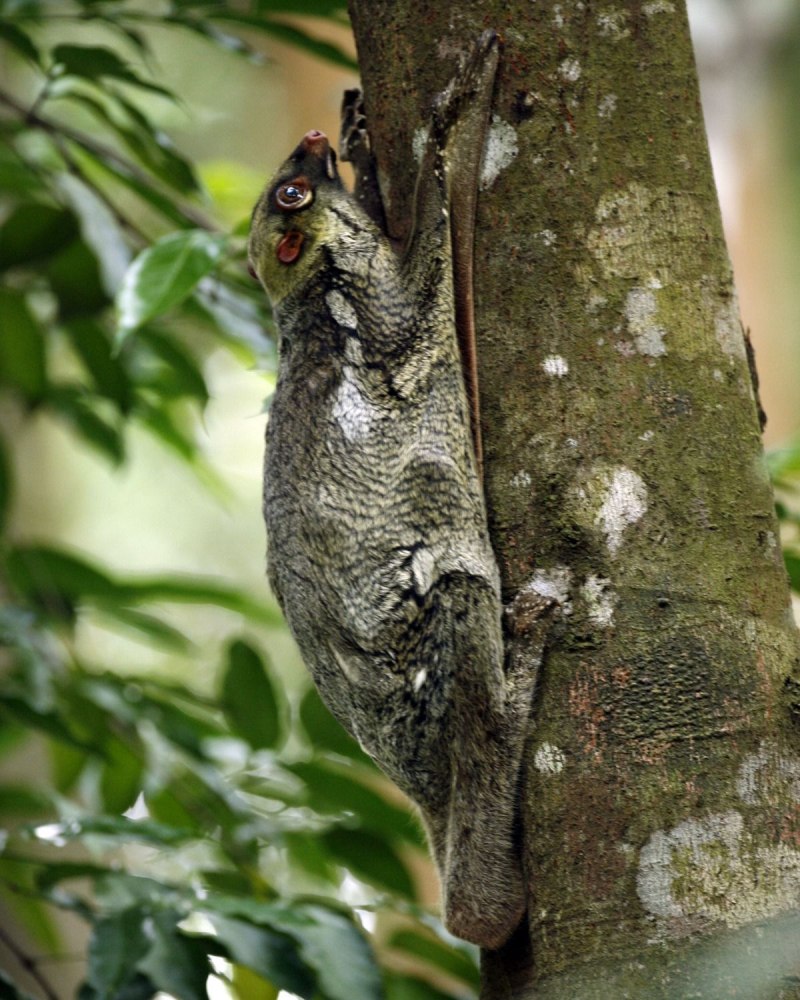 Galeopterus variegatus присоски