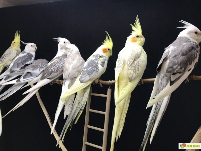 Австралийский попугай корелла