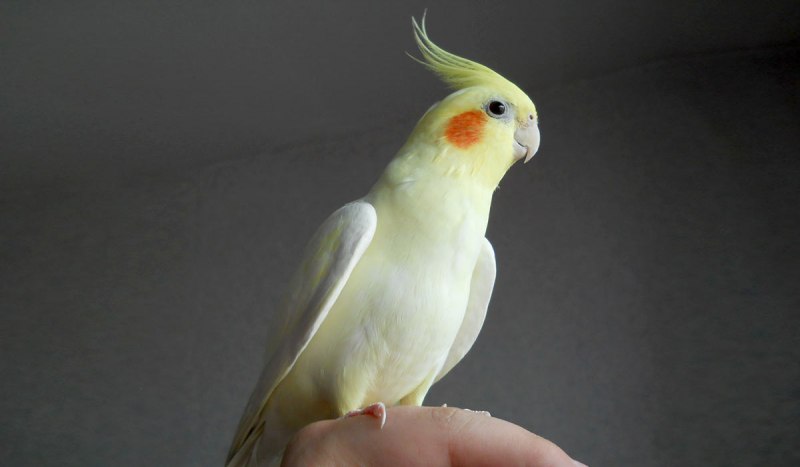 Корелла лютино