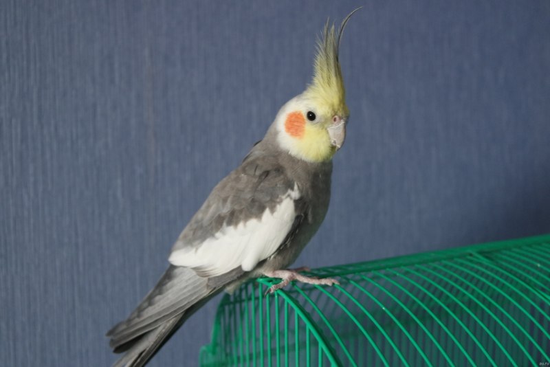 Корелла лютино
