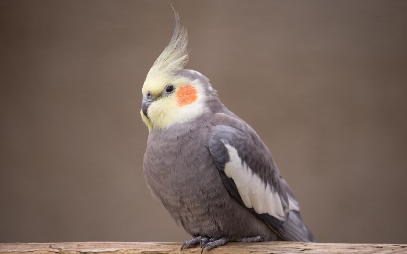 Корелла лютино