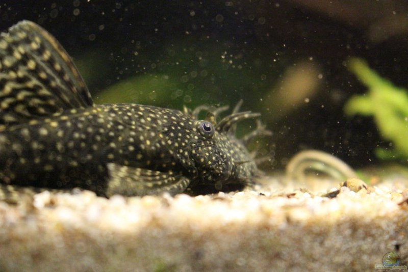 Ancistrus tamboensis