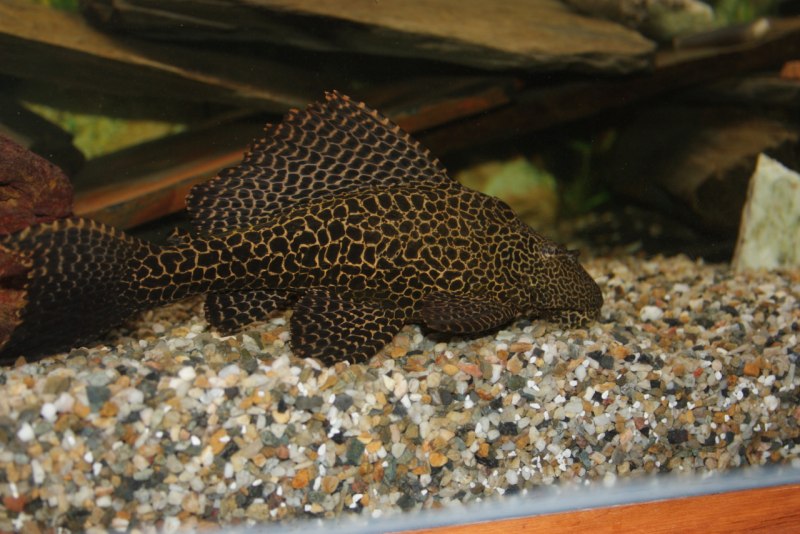 Fish ton