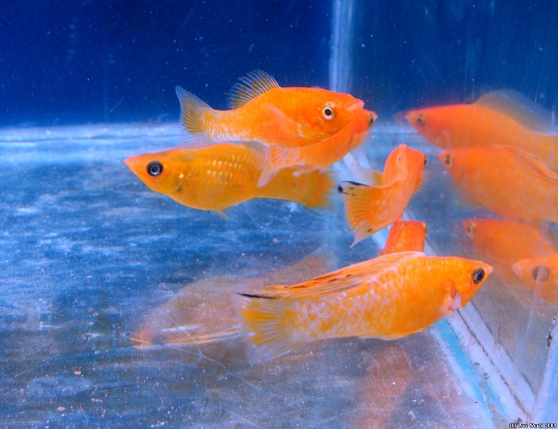 Моллинезия мраморная малек