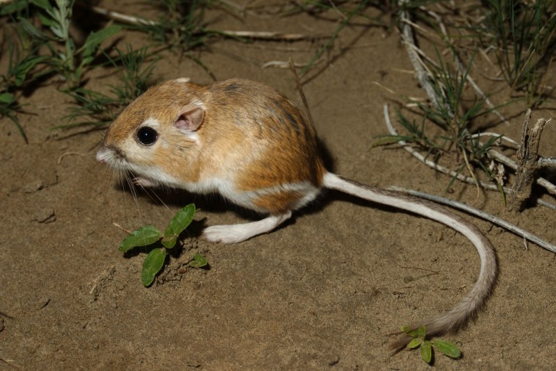Кенгуровая мышь (63 фото)