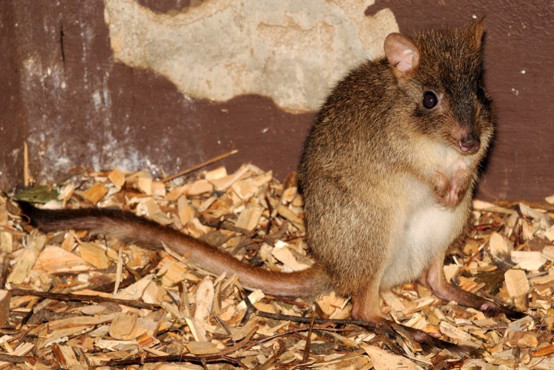 Melomys rubicola