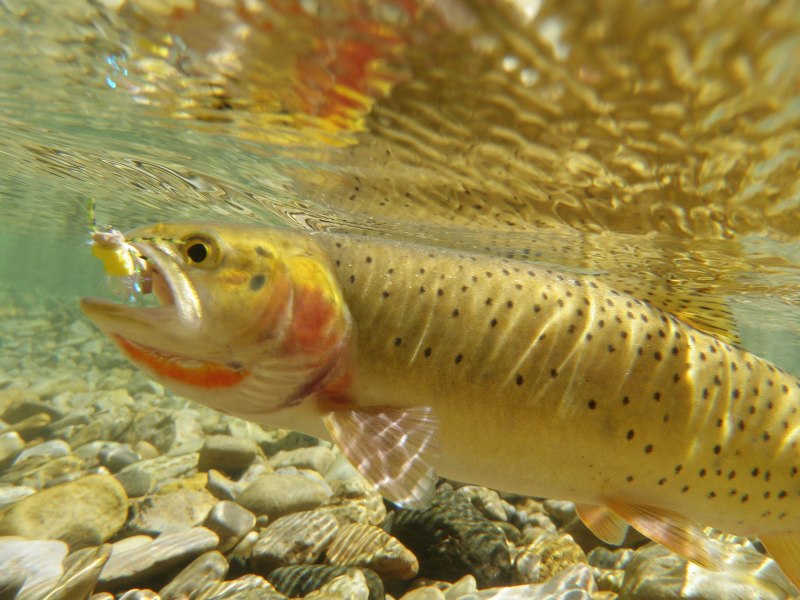 Yellowstone Cutthroat Trout