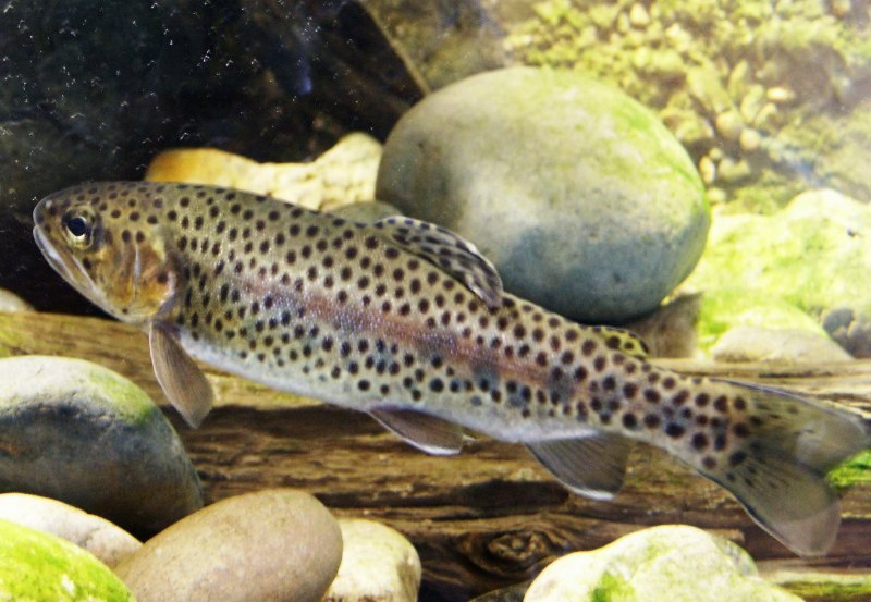Rainbow Trout Oncorhynchus mykiss