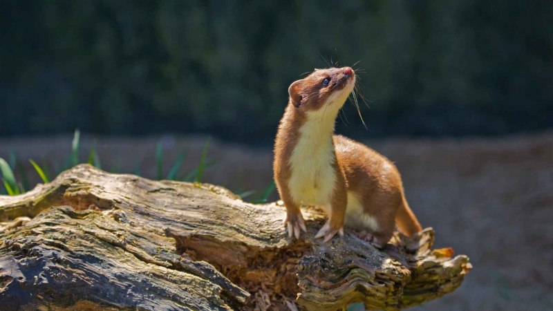 Горностай (Mustela erminea)