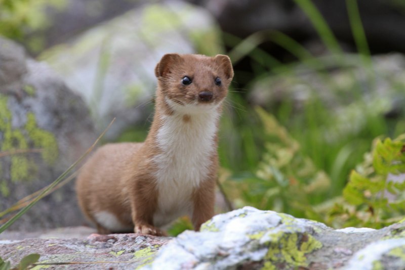 Ласка (Mustela nivalis)