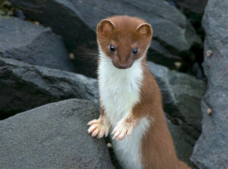 Ласка (Mustela nivalis)