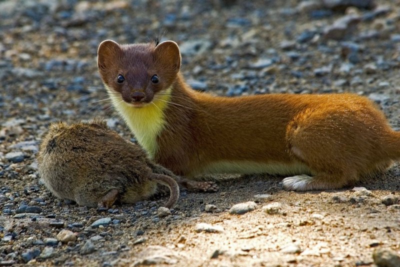 Mustela nivalis