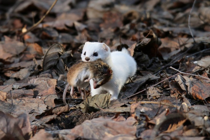 Ласка (Mustela nivalis)