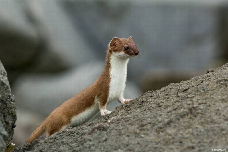 Ласка обыкновенная (Mustela nivalis)