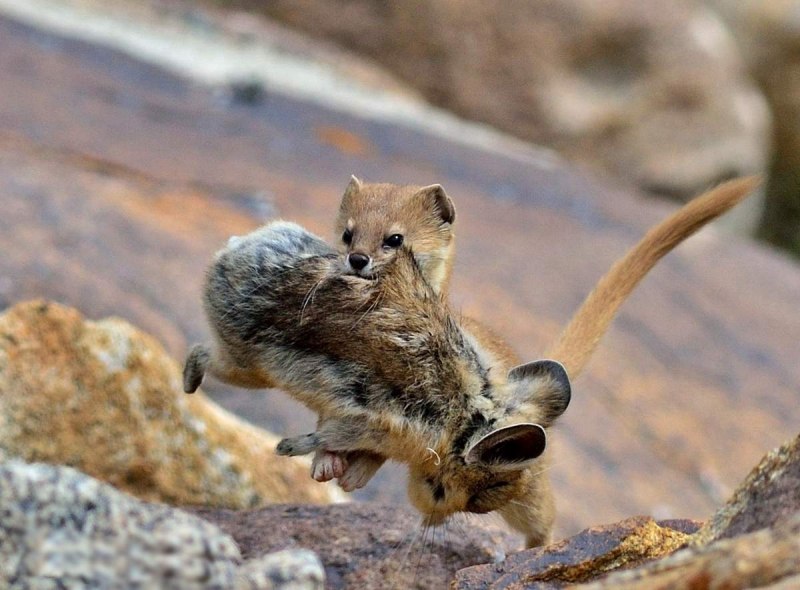 Европейская норка Mustela lutreola (Linnaeus, 1761)