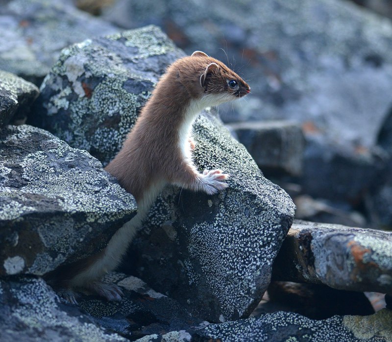Горностай (Mustela erminea)