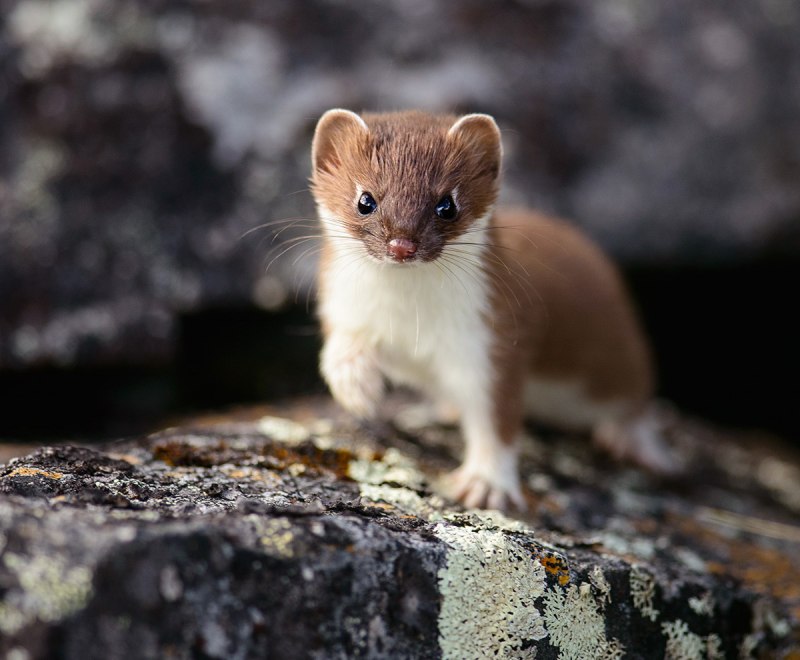 Ласка (Mustela nivalis)