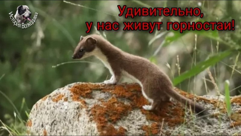 Солонгой Байкальского заповедника