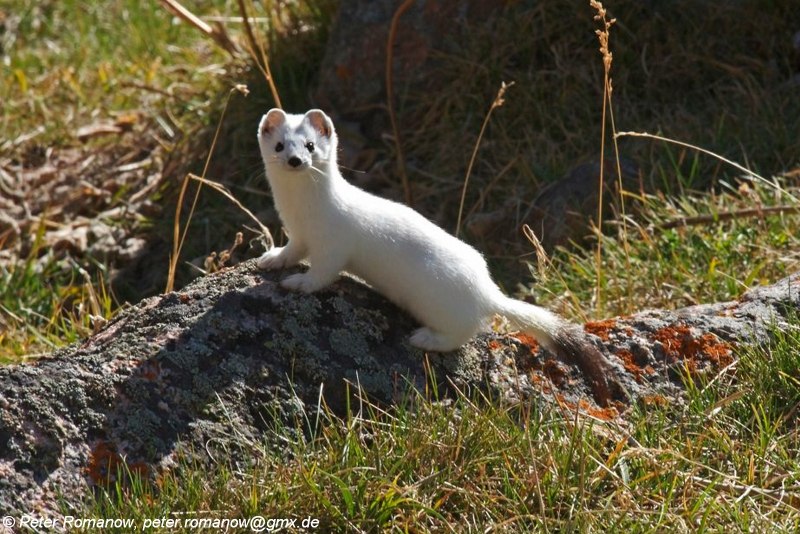 Горностай (Mustela erminea)