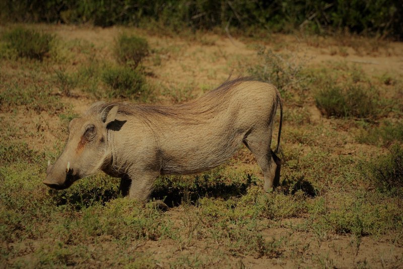 Warthog бородавочник