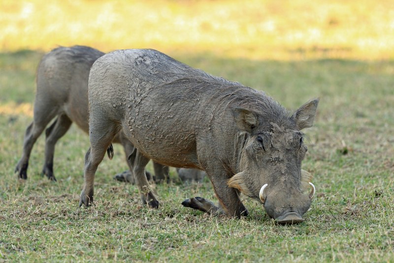 Бородавочник Phacochoerus africanus