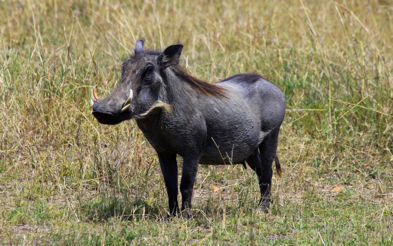 Бородавочник Phacochoerus africanus