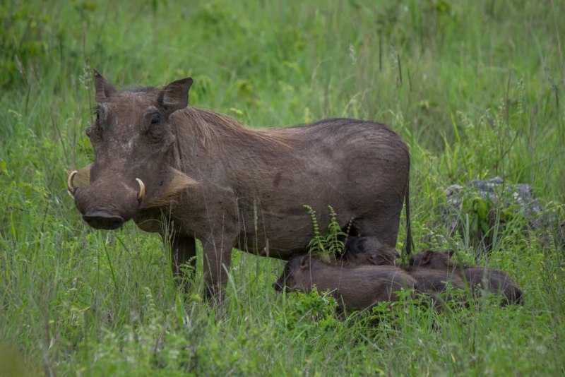 Phacochoerus africanus