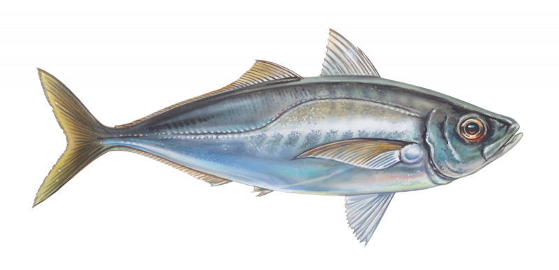 Thunnus Alalunga