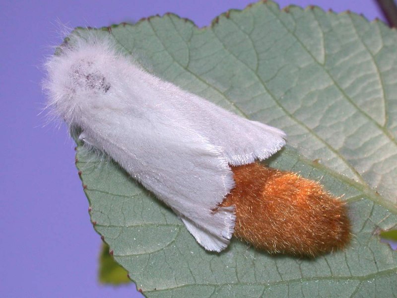 Американская белая бабочка Hyphantria cunea