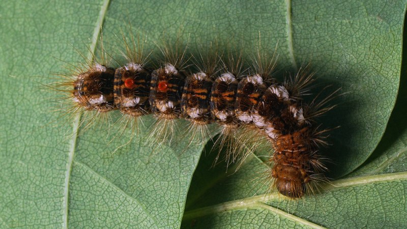 Златогузка (Euproctis chrysorrhoea)