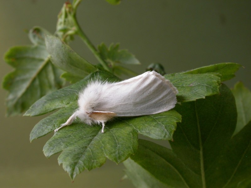 Златогузка - Euproctis chrysorrhoea l.