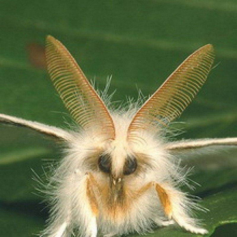 Гусеницы американской белой бабочки (Hyphantria cunea)