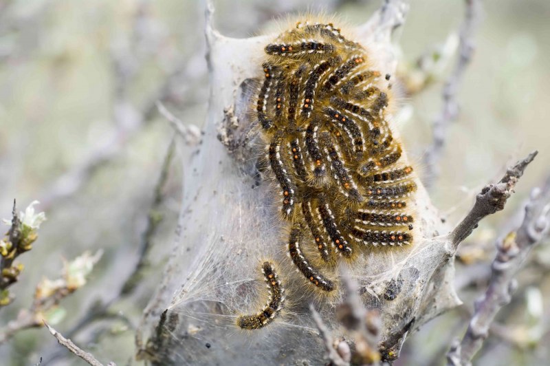Atethmia ambusta гусеница