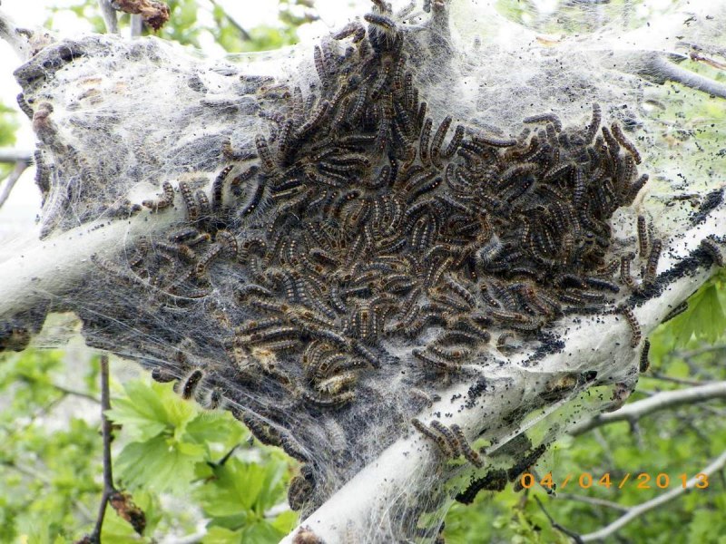 Американская белая бабочка Hyphantria cunea