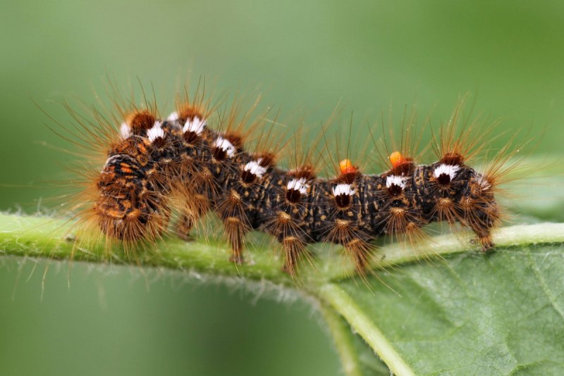 Американская белая бабочка Hyphantria cunea