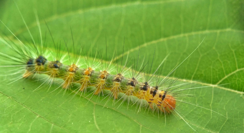 Американская белая бабочка Hyphantria cunea Drury