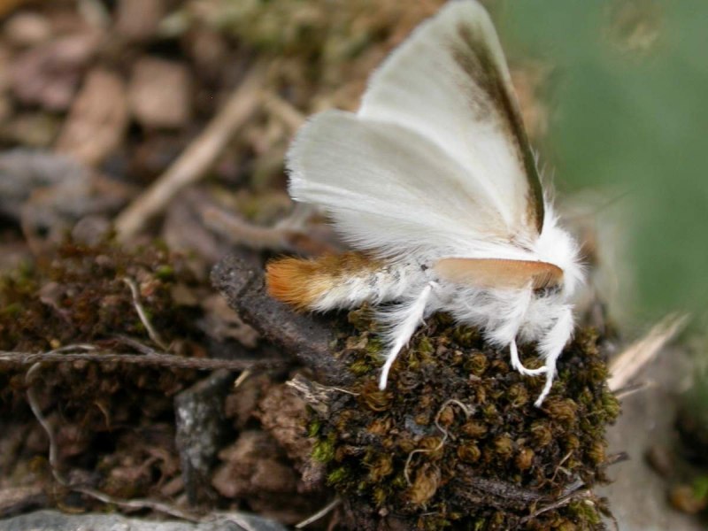 Гусеница Euproctis similis