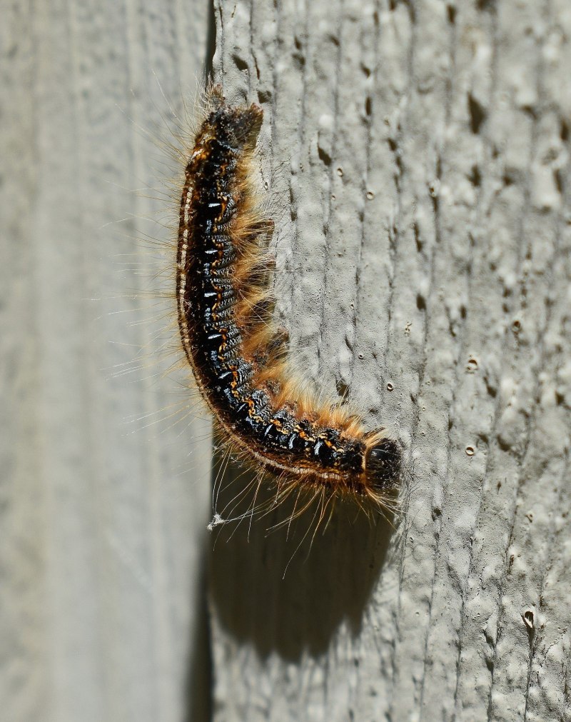 Американская белая бабочка Hyphantria cunea Drury