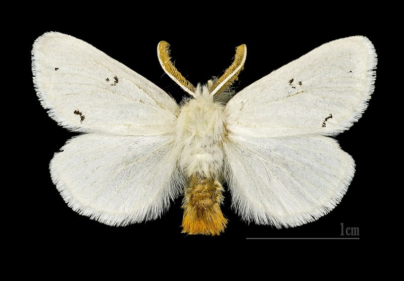 Гусеницы американской белой бабочки (Hyphantria cunea)