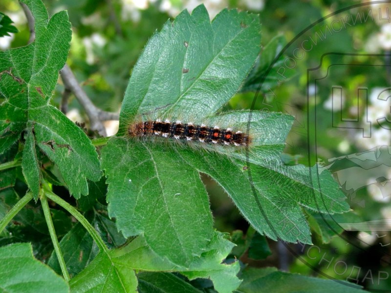 Acronicta Aceris гусеница