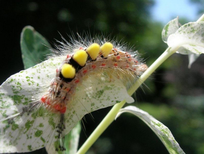 Американская белая бабочка Hyphantria cunea Drury
