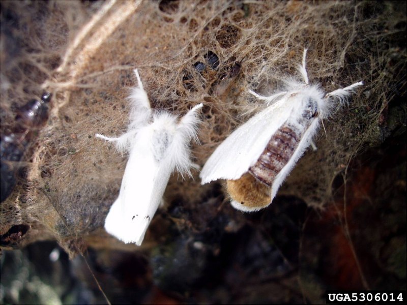 Aporia crataegi гусеница