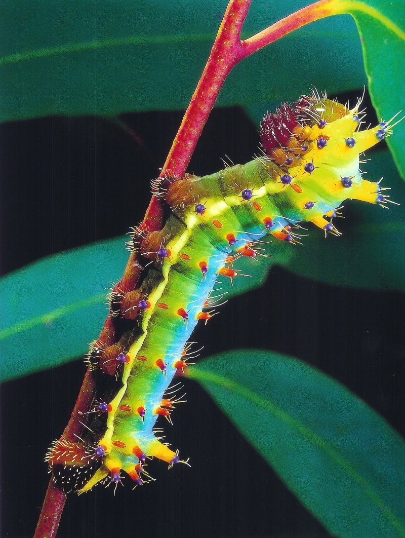Antheraea pernyi