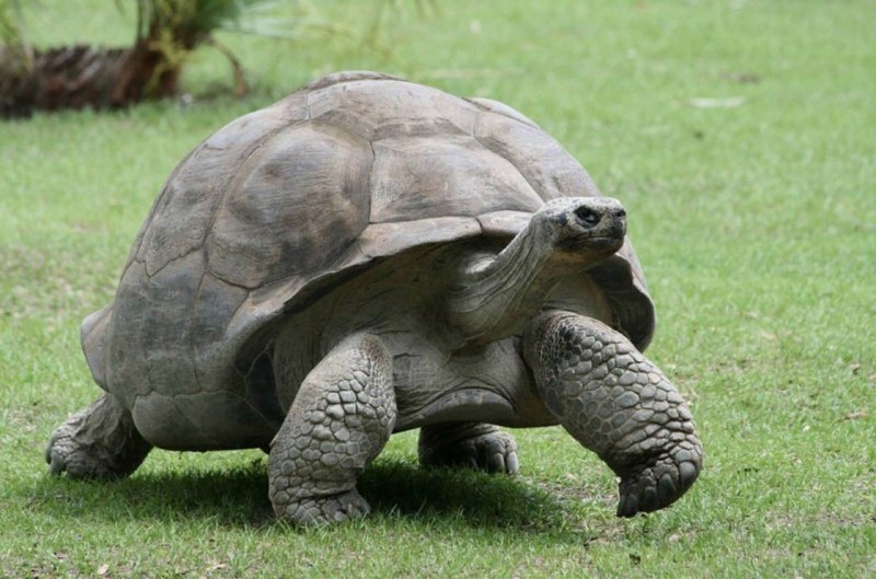 Testudo carbonaria
