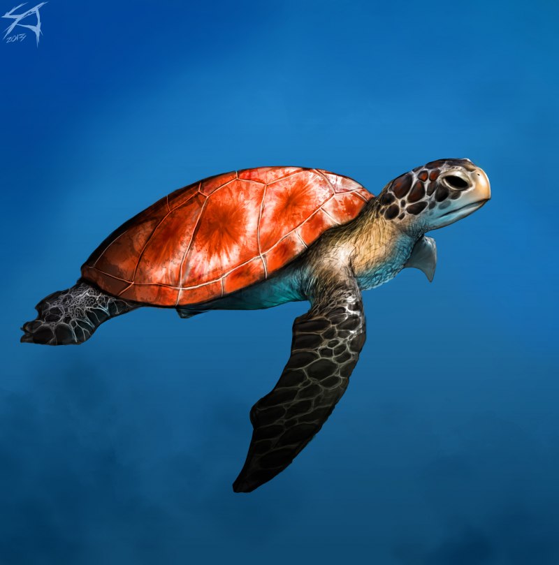 Морская черепаха амфибии