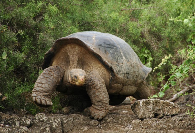Testudo Graeca