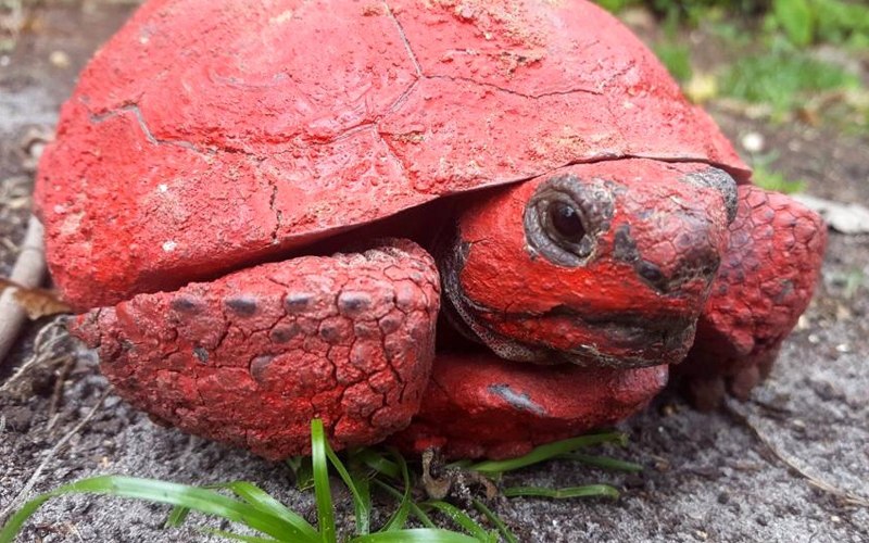 Красная черепаха (58 фото)