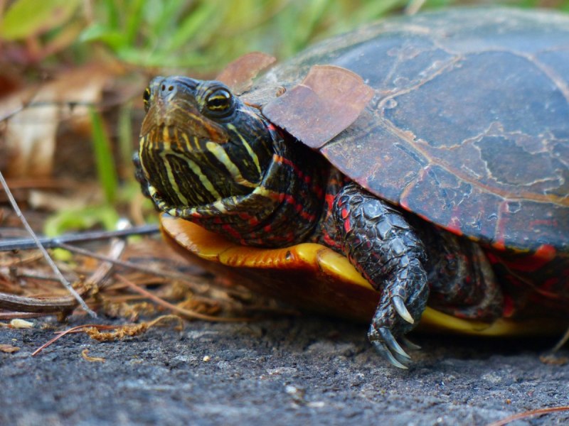Red eared Turtle