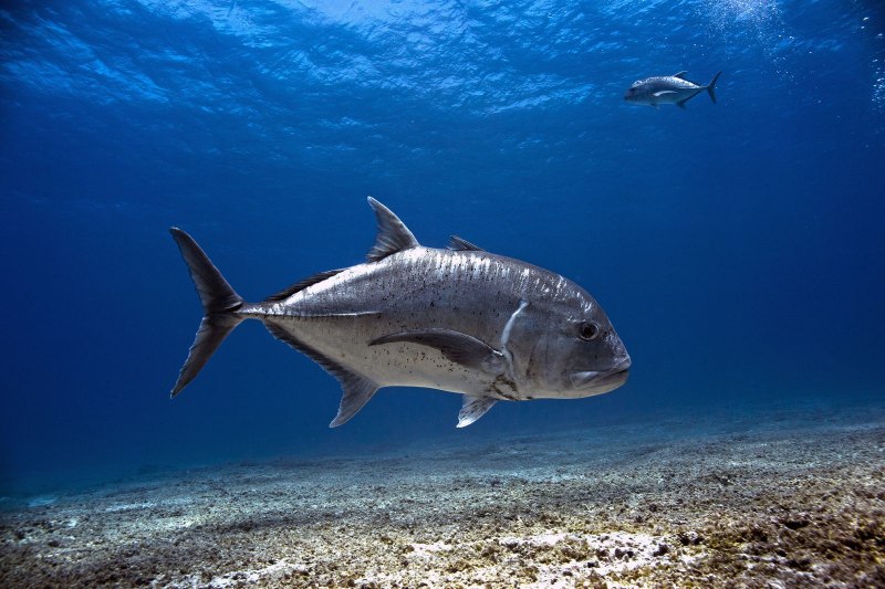 Giant Trevally Fish